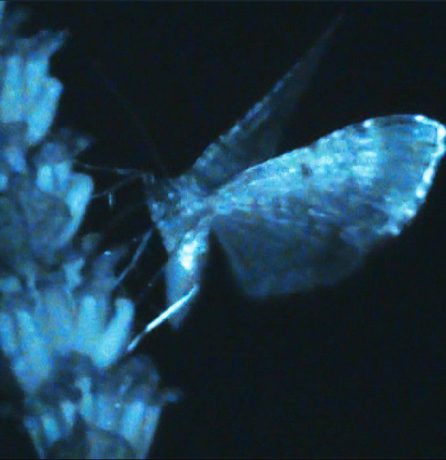 Blurred image of a butterfly in blue on a black background. Album Cover for Annika Bennett Triple Shooting Star