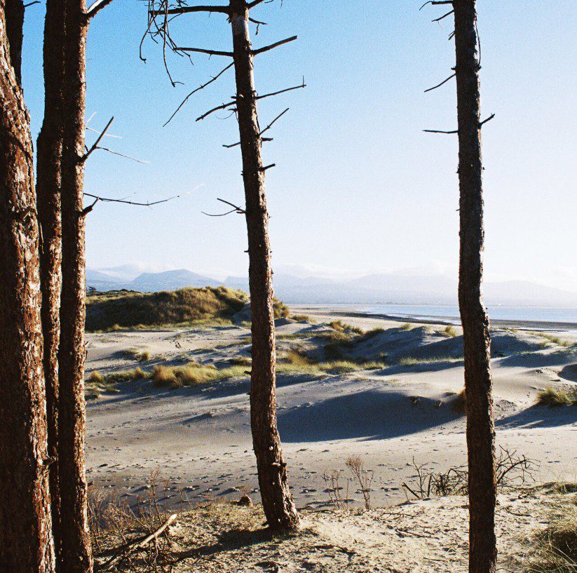 Image of bare trees and hills in the background with blue sky. Album cover for Getdown Services Primordial Slot Machine