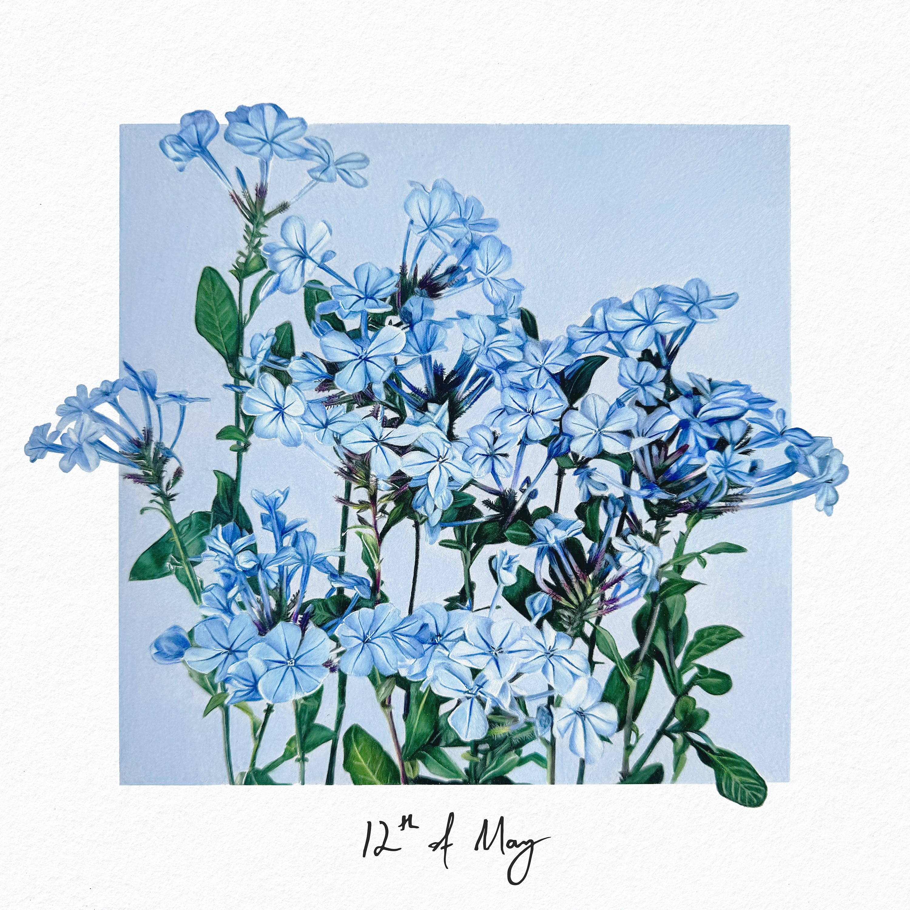 Single Cover for Angus Leggs 12th of May